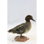 Taxidermy - c 1920 Teal Duck with Glass Eyes on Terracotta Clay Base