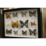 Twelve Framed, Glazed and Mounted Taxidermy Butterflies