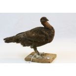 Taxidermy - c 1920 Grouse with Glass Eyes on Wooden Base