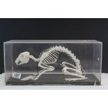 Perspex cased Anatomical Specimen Skeleton of a Rabbit