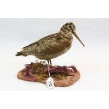 Taxidermy - c1920 Woodcock with Glass Eyes on Naturalistic Fern Terracotta Clay Base