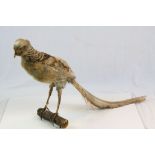 Taxidermy Golden Pheasant on wooden branch