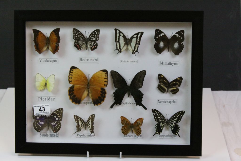 Set of Twelve Framed and Mounted Taxidermy Butterflies