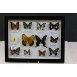 Set of Twelve Framed and Mounted Taxidermy Butterflies