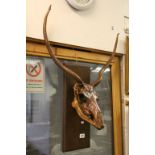 Antique Mounted Deer Skull