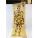 Vintage St John's Ambulance Anatomical poster