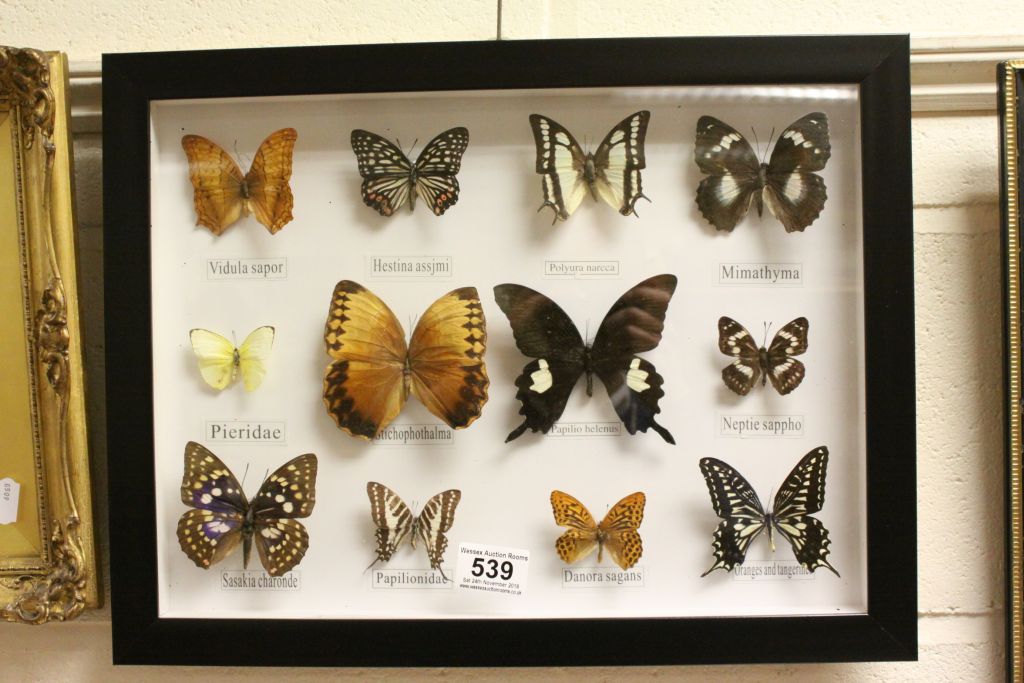 Set of Twelve Framed and Mounted Taxidermy Butterflies