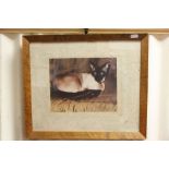 Maple Framed Study of a Siamese Cat laid on Canvas