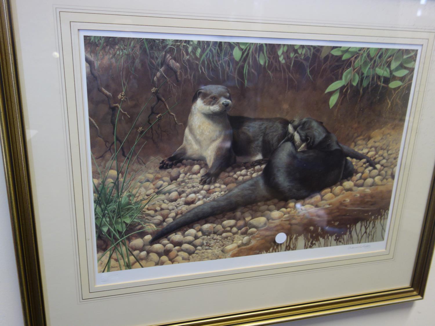 Gilt f/g Limited edition print, Badgers no:220 of 850 by Adrian C Rigby, and 1 other similar print - Image 2 of 4