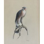 John Frank HAYWOOD (British 1936-1991) 'Male Sparrow Hawk', Gouache, Titled verso, Signed lower