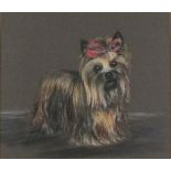 C* J* BOWDEN (British 20th Century) Lady Elanor -Yorkshire terrier with a pink bow, Pastel,