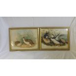 Pair of lithographs of birds by J. Gould & Chrichter