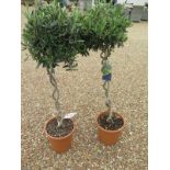 A pair of bay trees with twisted stems