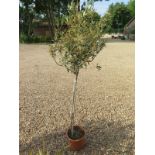 A Standard olive tree - 180cm tall