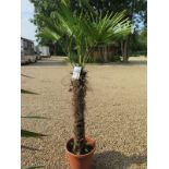 A hardy palm tree - 210cm tall