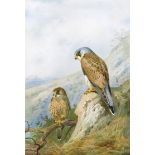 Archibald Thorburn (1860-1935) Birds of prey A set of 12, all signed and stamped All