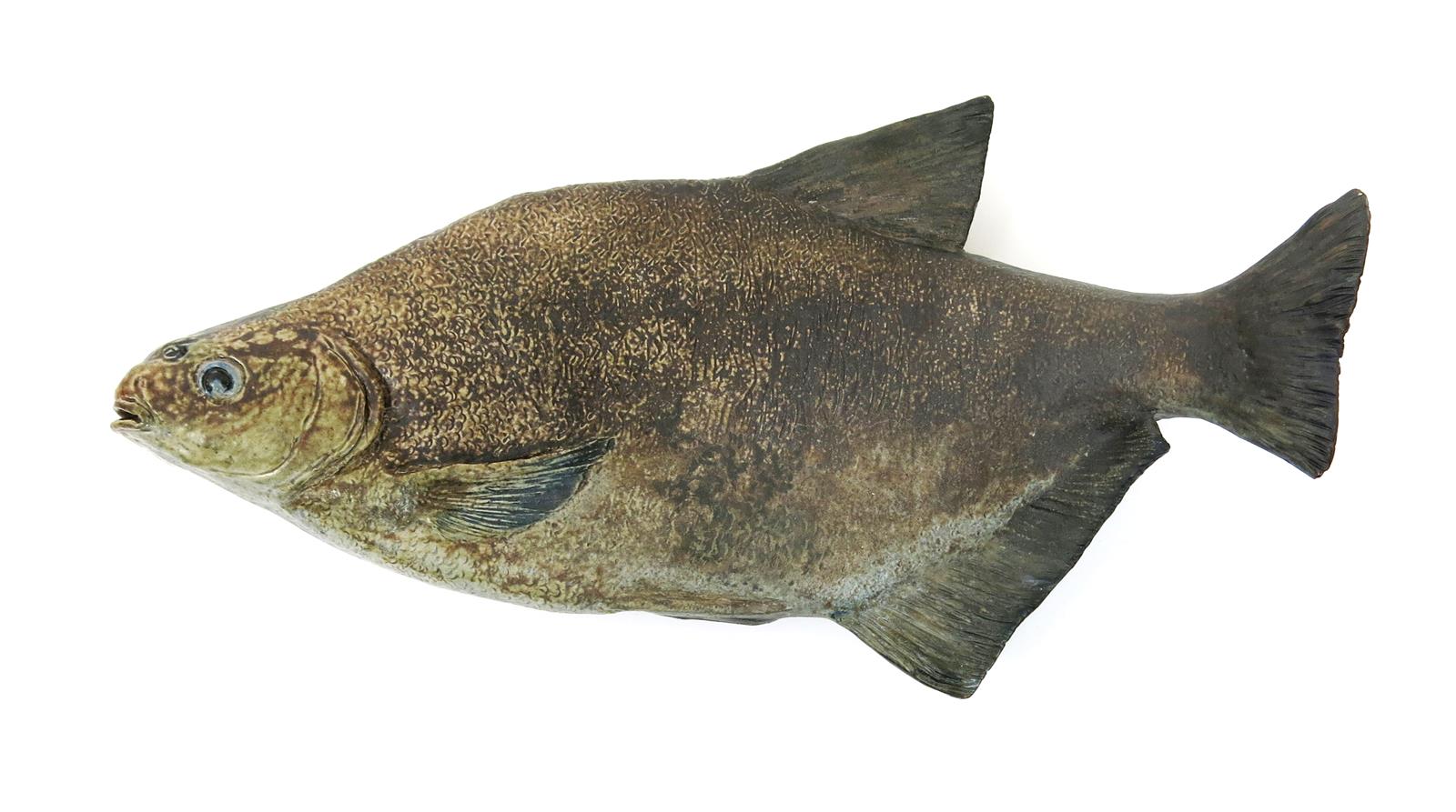 A rare Martin Brothers stoneware model of a fish probably by Edwin Martin, modelled with raised