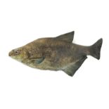 A rare Martin Brothers stoneware model of a fish probably by Edwin Martin, modelled with raised