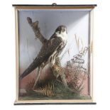 AMENDED Taxidermy. A preserved hobby falcon by William Chalkley, mounted in a naturalistic setting