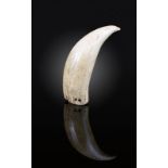 λ A Fiji tabua Melanesia sperm whale tooth, pierced for suspension at the tip and with four holes at