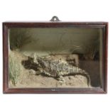 Taxidermy. A preserved Texas horned lizard, in a naturalistic desert setting, in a glazed