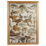 A pair of 1920's coloured lithograph prints of mushrooms, depicting poisonous and edible