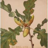 ‡Eliot Hodgkin (1905-1987)Acorns and oak leavesSigned and dated 10.X.68Tempera12.3 x 12.5cmWe are