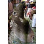 Taxidermy - stuffed and mounted moose head (AF)