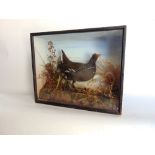 Taxidermy Interest - Cased study of a moorhen amidst foliage, 33 x 40 cm