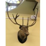 A stuffed and mounted stag head with full antlers.