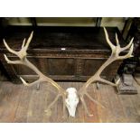 A large and impressive stag skull mounted with a good pair of symmetrical antlers.