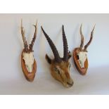 Taxidermy Interest - Stuffed Springbok Head, unmounted; together with two sets of Roe