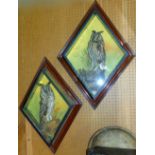 Taxidermy interest - two glazed and framed studies of long eared owls, inscribed 'mounted and