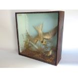 Taxidermy Interest - Cased study of a black headed gull and further bird, set within a good darted