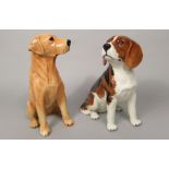 Two Beswick Fireside models of a Beagle with impressed mark to base 2300 and a yellow Labrador 2314,