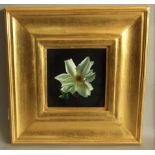 A 20th century oil painting on board by David Ross Warrilow, botanical study of a white rose, signed