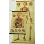 Four vintage anatomy wall hanging scrolls/posters comprising the human skeleton system, new