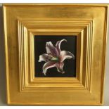 A 20th century oil painting on board by David Ross Warrilow, botanical study of a pink lily,