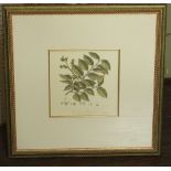 A collection of eight coloured prints of 19th century style botanical subjects including an elm