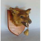 Taxidermy Interest - a stuffed and mounted fox head, with open mouth and teeth, with applied hanging