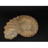 A good ammonite with high relief detail, 38cms wide