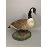 Taxidermy Interest - a study of a standing Canadian Goose, 69cm high