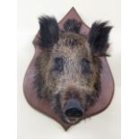 A stuffed and mounted wild boar's head, mounted on a pale oak shield shaped back