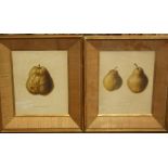 W* Clark after M* Withers - two French studies of pears, with inscriptions, coloured lithographs,