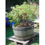 A variegated holly planted in an oak and steel banded tub