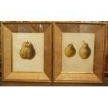 W* Clark after M* Withers - two French studies of pears, with inscriptions, coloured lithographs,