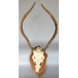 A mounted pair of stag antlers with skull, upon a naturalistic wooden plaque, 54cm high, together