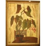 Maddalena F Pacini, (20th century) - Study of an interior scene with Begonia, oil on board, signed