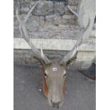 Taxidermy - a stuffed and mounted stags head complete with antlers, mounted on a shield shaped