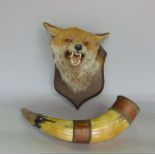 Taxidermy interest - Stuffed foxes mask with open mouth, teeth and tongue, upon an oak shield